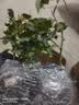 清韵伊人 月季花树苗爬藤当年开花月季花苗特大花盆栽地载庭院蔷薇 天方夜谭【不爬藤】 实拍图