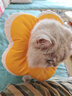 华元宠具（hoopet）猫咪伊丽莎白圈项圈宠物狗狗圈耻辱圈颈圈脖圈头套犬防舔头罩头套 实拍图