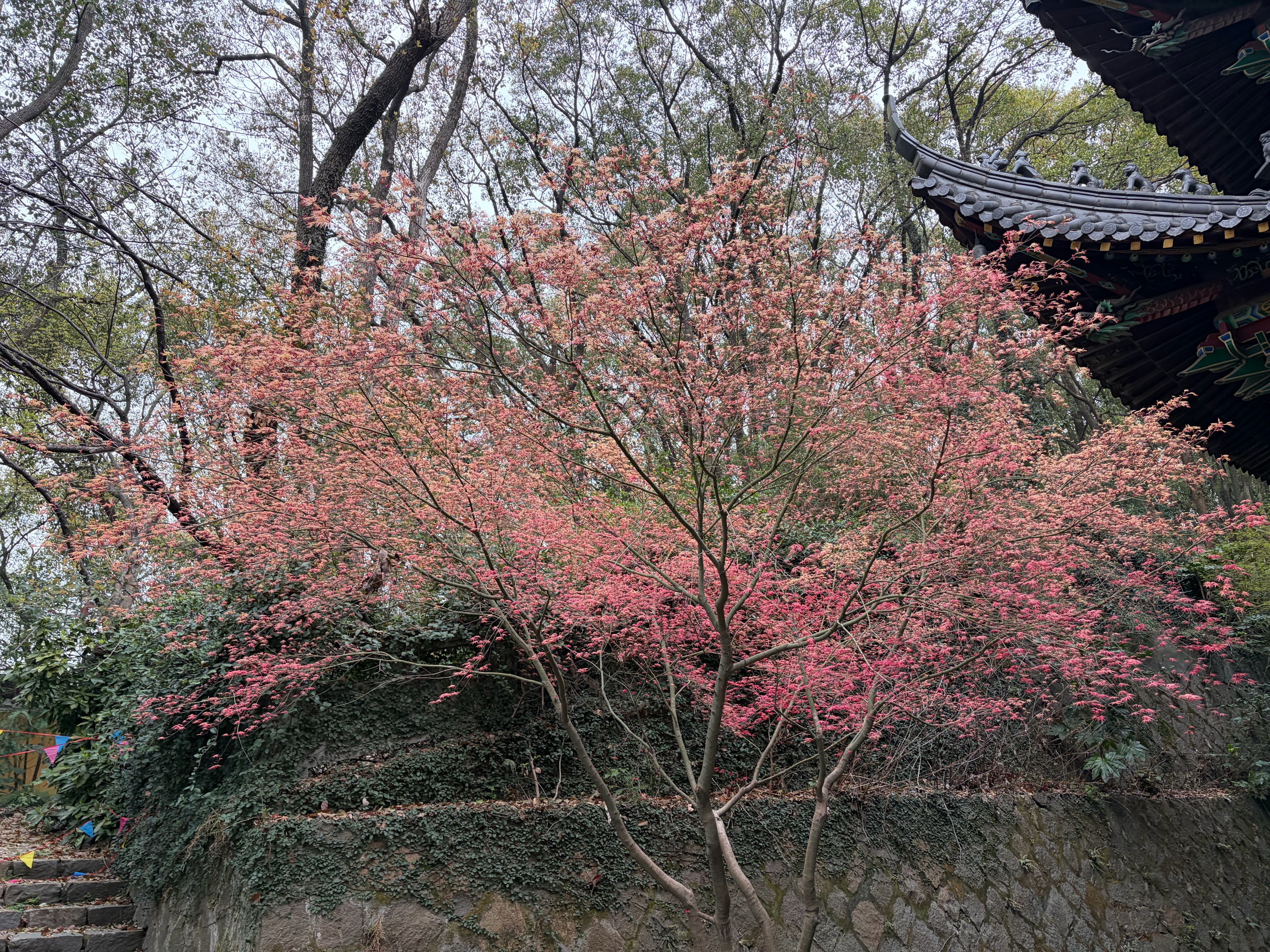 第一三共牙膏清新口气小黄管50g日本进口含氟防蛀去黄去渍抑菌除臭去结石 实拍图