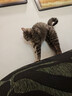 智宙猫包外出便携包双肩背包大号20斤宠物猫咪包太空舱狗狗车载航空箱 珍珠白【可容纳15斤肥猫】 39*26*33cm 【大空间 轻便透气】 实拍图