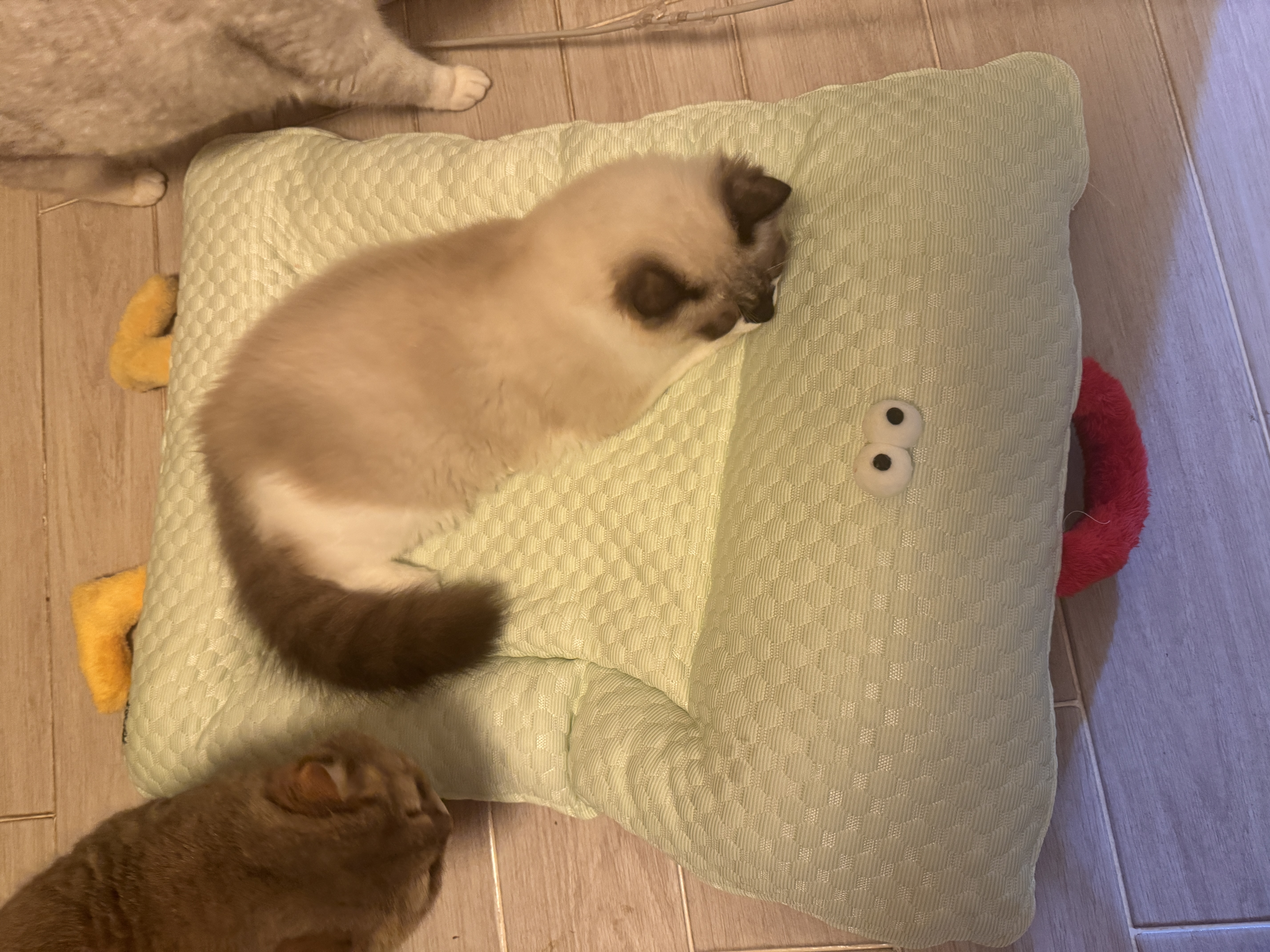 乐优派夏季猫窝四季通用狗窝空调窝宠物窝凉感猫咪垫子可拆洗冰豆豆窝-L 实拍图