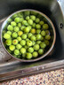 志褚 新鲜青梅鲜果 高山福建诏安青梅果鲜酸脆梅子泡酒青梅酵素 青梅【大果5斤】 实拍图