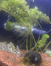 森森（SUNSUN）鱼缸加热棒自动恒温水族箱防爆加热器鱼缸水族用品 100W耀蓝尊享版 加强石英玻璃（25cm长） 实拍图