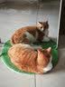 麦富迪 猫罐头 宠物猫咪零食猫湿粮罐头 吞拿鱼鸡肉味 170g*12 实拍图