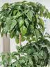 植男植女老桩龟背竹大盆栽客厅室内大型大叶北欧绿植办公室新房源头直发 实拍图