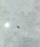 初蔓蟑螂药特效强力全窝端虫卵双杀日本灭除蟑螂神器呋虫胺蟑螂诱饵盒 【连环灭杀】呋虫胺蟑螂药*12枚 东来超市热销同款蟑螂药TOP榜 实拍图