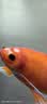 冷水鹦鹉鱼招财鱼血鹦鹉红金鱼冷水观赏鱼活体鱼苗好养耐活发财鱼 冷水血鹦鹉3条【16-18cm】 实拍图