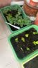 北蔬 种菜盆长方形超大加厚带托盘阳台蔬菜水果种植盆 大号种菜盆绿色 实拍图