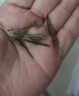 丙田 天目湖白茶50克 正宗溧阳原产头采26新茶叶早春绿茗茶自己喝送礼 实拍图