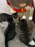 HELLOJOY猫抓柱剑麻猫抓板猫玩具耐抓耐磨不掉屑猫爬架立式自嗨解闷用品 实拍图