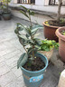 京云梦常春藤吊兰植物垂吊办公室内外绿植盆栽黑圆柱源头直发 实拍图