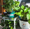 九千谷智能自动浇花机懒人浇花定时神器盆栽园林绿植喷洒滴灌滴水器9903 实拍图