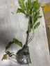 意轩白兰花盆栽黄桷兰嫁接白兰花苗十里飘香兰花树苗黄兰盆栽地栽苗 白兰5年苗【带花苞】 实拍图