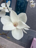 VANS范斯官方 经典款Old Skool黑色复古街头男女鞋板鞋VN000D3HY28 黑色 42.5 实拍图