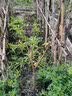 嫣蓝车厘子树苗大樱桃苗盆地栽果树苗美早苗2.5-3公分粗1棵源头直发 实拍图