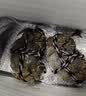 【活蟹】蟹叁钳庄 大闸蟹公3.3-3.6两母2.3-2.6两 4对8只鲜活现货螃蟹中秋国庆礼盒 实拍图