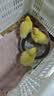 宠物鸭活物小黄鸭活体网红小鸭子活宠物幼崽鸭活苗儿童宠物活鸭子 宠物小黄鸭2只【情侣一对】 晒单实拍图