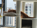兽牌森林猫爬架大型猫树猫窝一体豪华剑麻猫架太空舱缅因大猫暖冬适用 森林Plus【实木上漆款】 实拍图