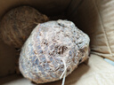 京鲜生云南牛奶小芋头净重5斤单果100g+粉糯奶香现挖新鲜蔬菜源头直发 实拍图