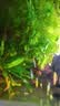黑壳虾活体观赏花腰虾除藻虾辣椒蟹淡水鱼草缸虾苹果螺清洁虾工具 除藻黑壳虾30只送10只备损 实拍图