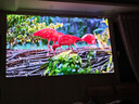 极米Z9X 4K 高亮升级 全新轻薄4K光学变焦三色激光投影1500CVIA 真实高亮家用智能云台投影仪 国家补贴 实拍图