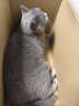 宠幸豆腐猫砂细砂快速结团除臭可溶可冲厕所猫沙猫咪用品低尘 原味豆腐猫砂2.5kg*8 实拍图