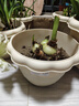 爱丽思（IRIS）花盆花瓶树脂复古浮雕波纹圆形多肉塑料阳台种植批发花盆 10号浅米色(口径30cm) 3个花盆【划算】 实拍图