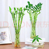 沭之美转运竹水培植物绿植花卉 转运竹高约50cm10支不含瓶 源头直发 实拍图