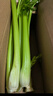 山东新鲜大西芹现割现发榨汁西芹首选水果西芹蔬菜生鲜减肥减脂 新鲜西芹带箱2斤 净重1.7斤 实拍图