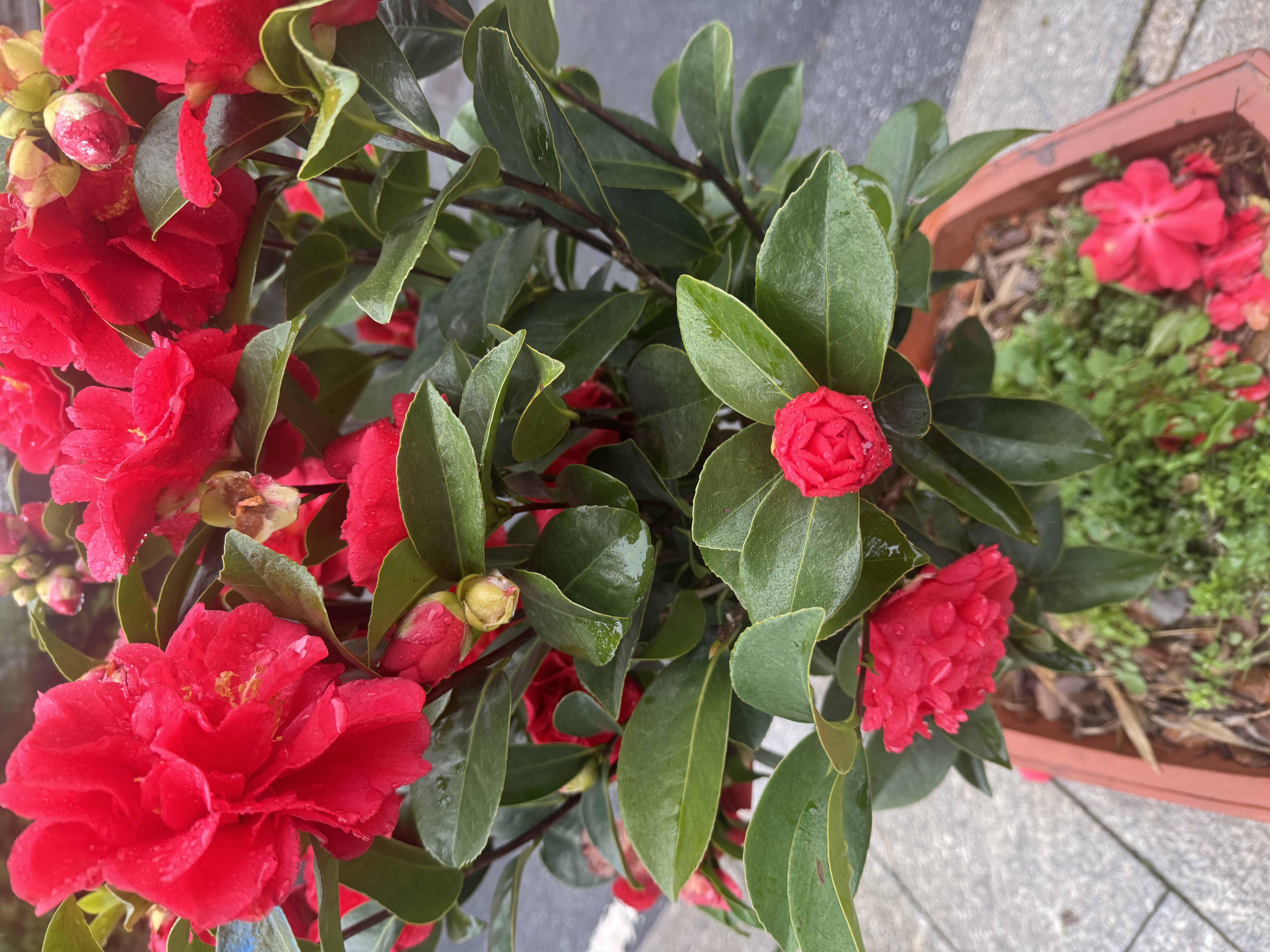 姬芮（ZA）美白隔离霜防晒遮瑕三合一提亮肤色保湿打底妆素颜 生日礼物 【效期至26年12月】5.0绿隔离35g 实拍图