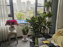 漫生活绿植盆栽托盘垫接水圆形防烂根树脂花盆底座托盘特厚外径210型3个 实拍图