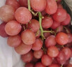 京鲜生 智利进口无籽红提 克伦生葡萄提子 900g装 新鲜生鲜水果 实拍图