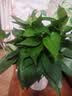 京东绿植绿萝盆栽除甲醛花卉绿植办公新房净化空气180龙蛋光面4盆源 实拍图