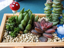 花艺萌多肉植物组合盆栽含盆含土创意diy拼盘花盆 小多肉仙人掌仙人球 天鹅河畔 含盆 实拍图
