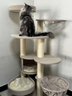 兽牌森林猫爬架大型猫树猫窝一体豪华剑麻猫架太空舱缅因大猫暖冬适用 森林【经典款】 实拍图