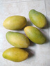 玖原农珍 源头直采青皮金煌芒果当季现摘优选甜心芒果 新鲜水果 含箱5斤净果4.5斤（200-400g） 实拍图