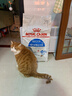皇家室内成猫粮 I27 通用粮 12月以上 10KG 实拍图