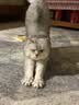 【京东快递】猫咪玩具球猫薄荷狗狗闪光发光球铃铛球玩具解闷神器 1个（款式随机） 实拍图