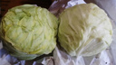 山东寿光新鲜青甘蓝卷心菜新鲜包菜青绿卷心菜手撕包菜爆炒 寿光甘蓝3斤（净重2.7斤） 实拍图