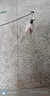 欢宠网猫玩具猫咪吸盘逗猫棒自动羽毛自嗨解闷神器铃铛猫猫幼猫小猫宠物 实拍图