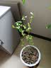 嫣蓝蓝莓苗蓝莓树苗盆地栽果树苗南北方种植 蓝莓苗3年苗1棵源头直发 实拍图