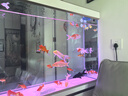 森森（SUNSUN）大型鱼缸底过滤水族箱客厅家用落地玻璃生态金鱼缸 屏风隔断款 1米长35cm宽（黑白灰可选） 晒单实拍图