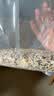 燕之坊有机免浸泡十色糙米4斤高膳食纤维高饱腹黑米红米糙米荞麦米 实拍图