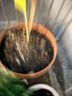 爱丽思（IRIS）特大号圆形花盆种树庭院超大加厚大盆景树木无花果蓝莓果树种植盆 人气*20号茶色 80L(口径60cm） 实拍图