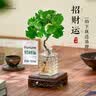 临雅水培圆叶福禄桐钱多多盆栽植物客厅桌面水养绿植四方瓶源头直发 实拍图