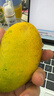 京鲜生 海南大台农芒果 5斤礼盒装 单果150g起 新鲜水果 实拍图