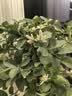 海法·卡利夫颗粒硼柑橘果树玉米小麦专用大豆蔬菜颗粒缓释硼肥撒施通用肥500g 实拍图