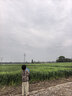 爸爸妈妈风筝成人儿童潍坊大型特大沙燕风筝轮盘线轮高档亲子户外玩具 实拍图