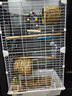 朗缤 鹦鹉活体鸟活物虎皮鹦鹉宠物活鸟玄凤鹦鹉手养鸟会说话幼鸟幼崽 蓝色虎皮 1只 实拍图