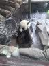 乐乐鱼（leleyu）儿童手机玩具婴儿0-3岁可啃咬仿真触屏早教电话机男女孩生日礼物 实拍图